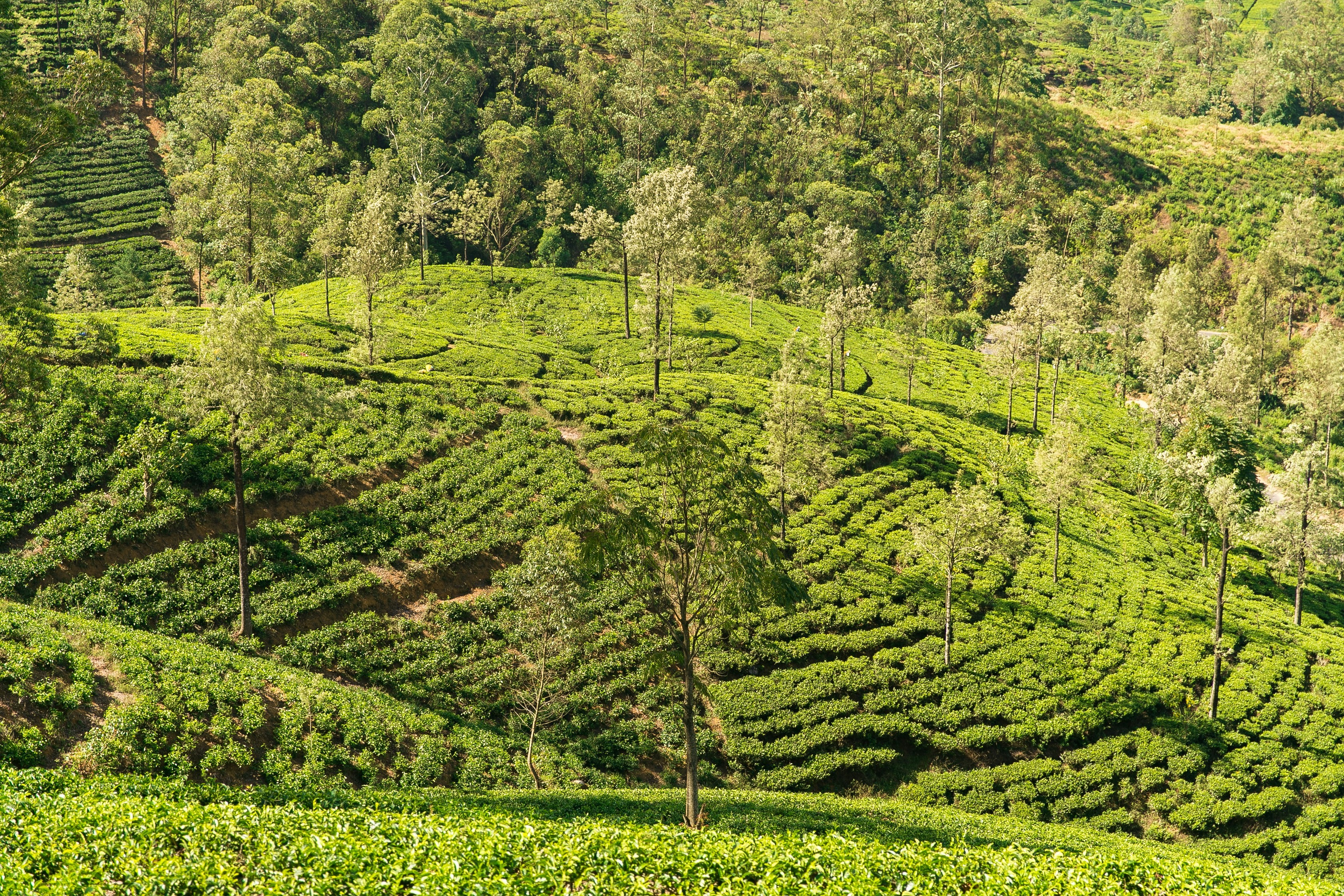 Explore Nuwara Eliya - Sri Lanka Travel, Asia