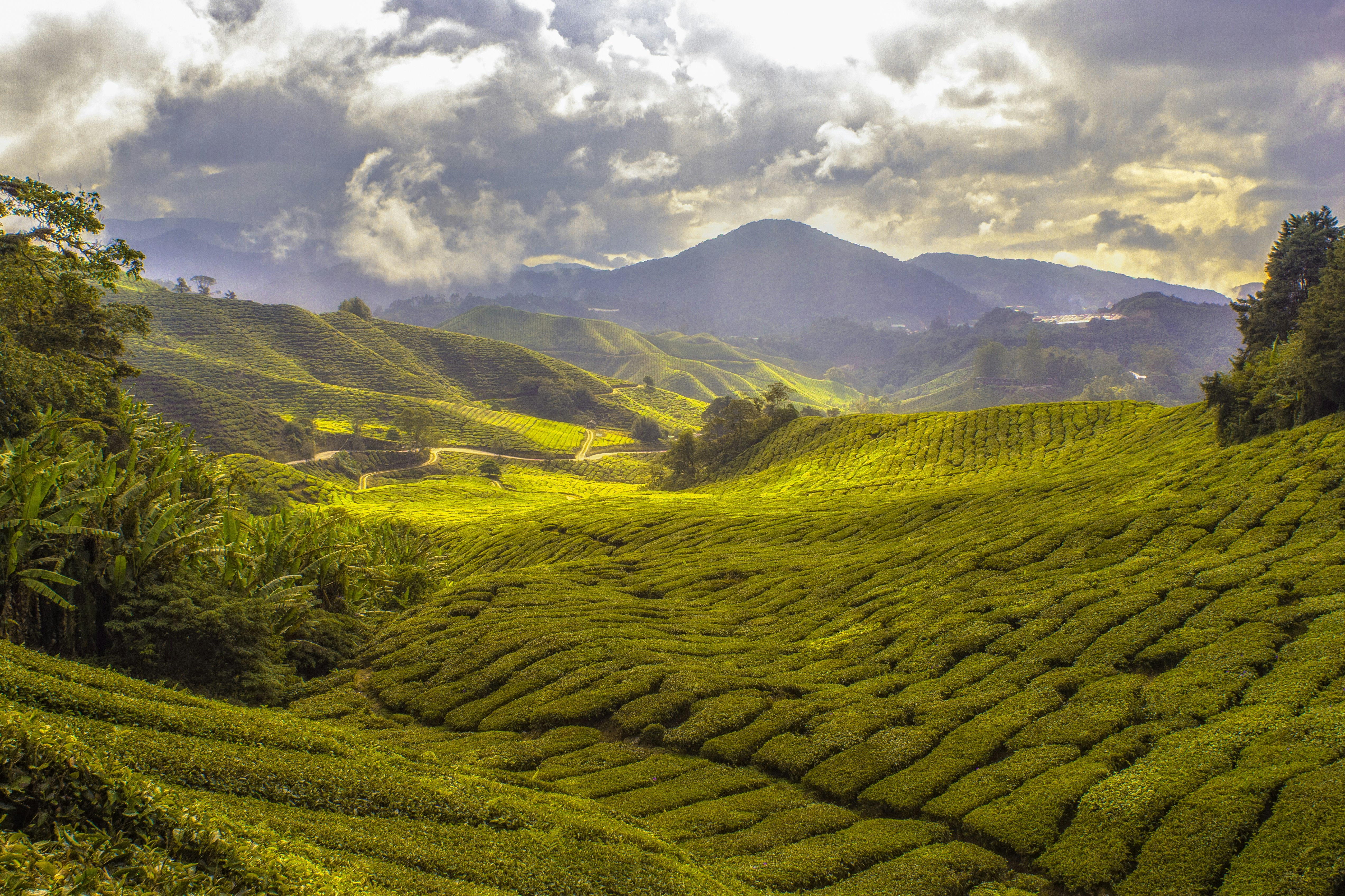 Explore Cameron Highlands - Malaysia Travel, Asia