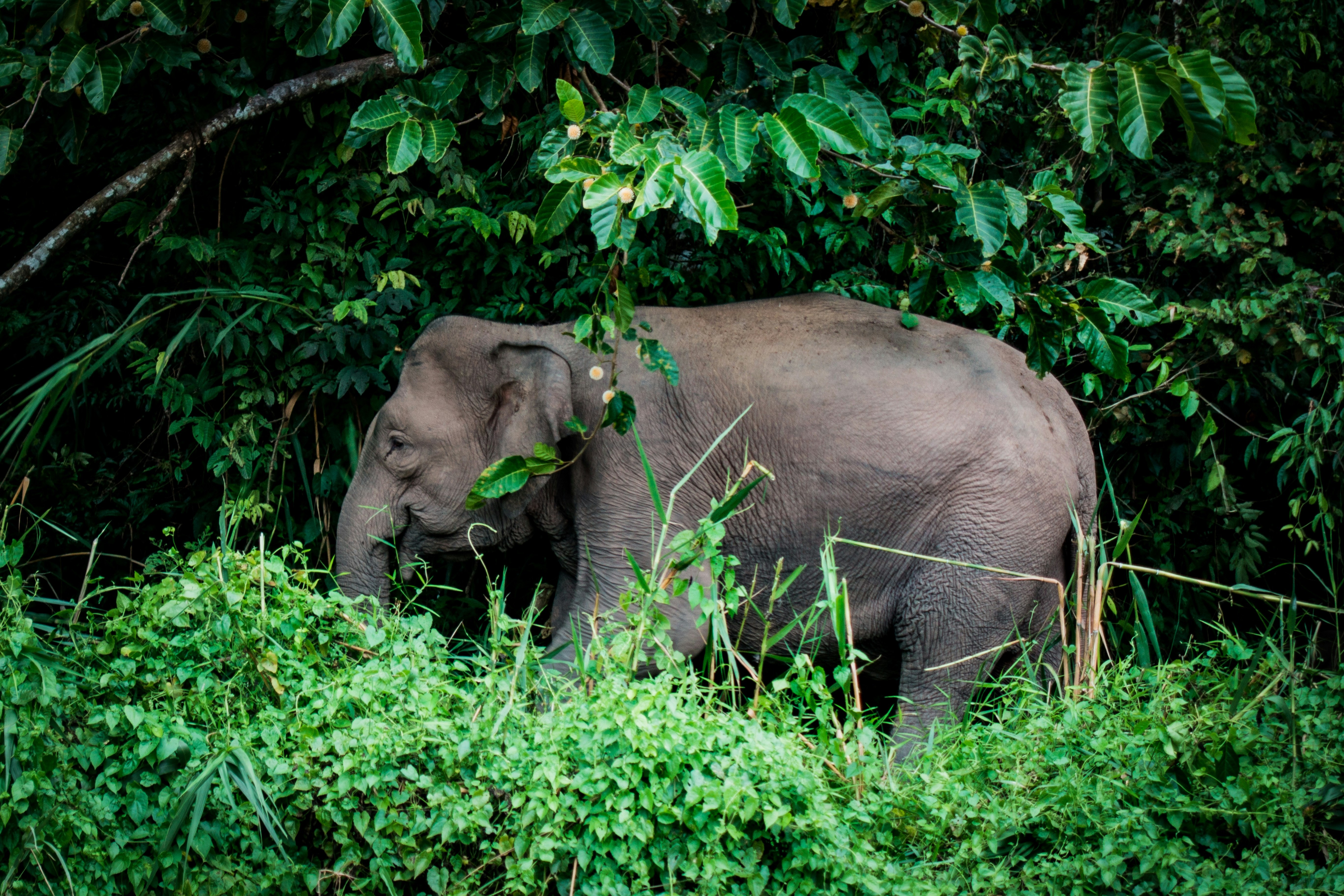 Explore Kinabatangan - Malaysia Travel, Asia
